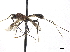  (Cyphodoryctes - BIOUG44561-C09)  @11 [ ] CreativeCommons - Attribution (2019) CBG Photography Group Centre for Biodiversity Genomics