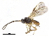  (Oenonogastra - BIOUG44561-H01)  @11 [ ] CreativeCommons - Attribution (2019) CBG Photography Group Centre for Biodiversity Genomics