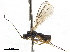  (Anisocyrta - BIOUG44561-H02)  @11 [ ] CreativeCommons - Attribution (2019) CBG Photography Group Centre for Biodiversity Genomics