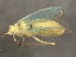  ( - 10BBCHEM-1044)  @13 [ ] CreativeCommons - Attribution (2010) CBG Photography Group Centre for Biodiversity Genomics