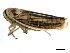  ( - 10BBCHEM-1217)  @11 [ ] CreativeCommons - Attribution (2011) CBG Photography Group Centre for Biodiversity Genomics