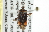  (Taedia scrupea - PCPP10-0675)  @14 [ ] CreativeCommons - Attribution (2011) CBG Photography Group Centre for Biodiversity Genomics