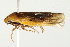  ( - PCPP10-0686)  @13 [ ] CreativeCommons - Attribution (2011) CBG Photography Group Centre for Biodiversity Genomics