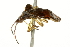  ( - 10BBCHEM-1286)  @12 [ ] CreativeCommons - Attribution (2010) CBG Photography Group Centre for Biodiversity Genomics