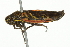  ( - 10BBCHEM-1326)  @14 [ ] CreativeCommons - Attribution (2010) CBG Photography Group Centre for Biodiversity Genomics