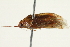  (Lygus aeratus - 10BBCHEM-1403)  @13 [ ] CreativeCommons - Attribution (2010) CBG Photography Group Centre for Biodiversity Genomics