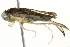  (Corisella - PCPP10-0652)  @15 [ ] CreativeCommons - Attribution (2010) CBG Photography Group Centre for Biodiversity Genomics