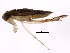 ( - PCPP10-0651)  @12 [ ] CreativeCommons - Attribution (2011) CBG Photography Group Centre for Biodiversity Genomics