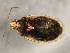  (Lygus keltoni - 10BBCHEM-0111)  @14 [ ] CreativeCommons - Attribution (2010) CBG Photography Group Centre for Biodiversity Genomics