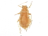  (Wahlgreniella nervata - 10BBCHEM-0132)  @14 [ ] CreativeCommons - Attribution (2010) CBG Photography Group Centre for Biodiversity Genomics