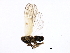  ( - 10BBCHEM-0138)  @12 [ ] CreativeCommons - Attribution (2010) CBG Photography Group Centre for Biodiversity Genomics