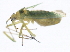  ( - 10BBCHEM-0242)  @12 [ ] CreativeCommons - Attribution (2010) CBG Photography Group Centre for Biodiversity Genomics