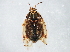  ( - 10BBCHEM-0250)  @13 [ ] CreativeCommons - Attribution (2010) CBG Photography Group Centre for Biodiversity Genomics