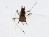  ( - 10BBCHEM-0281)  @12 [ ] CreativeCommons - Attribution (2010) CBG Photography Group Centre for Biodiversity Genomics