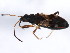  ( - 10BBCHEM-0471)  @14 [ ] CreativeCommons - Attribution (2010) CBG Photography Group Centre for Biodiversity Genomics