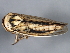  ( - 10BBCHEM-0472)  @11 [ ] CreativeCommons - Attribution (2010) CBG Photography Group Centre for Biodiversity Genomics