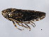  ( - 10BBCHEM-0504)  @12 [ ] CreativeCommons - Attribution (2010) CBG Photography Group Centre for Biodiversity Genomics
