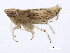  ( - 10BBCHEM-0547)  @13 [ ] CreativeCommons - Attribution (2010) CBG Photography Group Centre for Biodiversity Genomics
