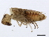  ( - 10BBCHEM-0548)  @12 [ ] CreativeCommons - Attribution (2010) CBG Photography Group Centre for Biodiversity Genomics