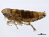  ( - 10BBCHEM-0549)  @13 [ ] CreativeCommons - Attribution (2010) CBG Photography Group Centre for Biodiversity Genomics