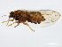  (Bactericera - 10BBCHEM-0578)  @14 [ ] CreativeCommons - Attribution (2010) CBG Photography Group Centre for Biodiversity Genomics