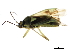  (Orthops - 10BBCHEM-0766)  @14 [ ] CreativeCommons - Attribution (2010) CBG Photography Group Centre for Biodiversity Genomics