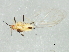  (Sitobion - 10BBCHEM-0793)  @14 [ ] CreativeCommons - Attribution (2010) CBG Photography Group Centre for Biodiversity Genomics