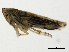  ( - 10BBCHEM-0815)  @13 [ ] CreativeCommons - Attribution (2010) CBG Photography Group Centre for Biodiversity Genomics