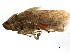  ( - 10BBCHEM-0964)  @11 [ ] CreativeCommons - Attribution (2010) CBG Photography Group Centre for Biodiversity Genomics