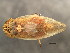  ( - 10BBCHEM-0986)  @11 [ ] CreativeCommons - Attribution (2010) CBG Photography Group Centre for Biodiversity Genomics