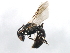  (Hylaeus affinis/modestus - 09BBEHY-0813)  @13 [ ] CreativeCommons - Attribution (2010) Unspecified Centre for Biodiversity Genomics