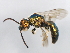 (Augochlorella striata - 09BBEHY-0991)  @11 [ ] CreativeCommons - Attribution (2010) Unspecified Centre for Biodiversity Genomics