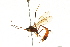  (Aphanistes masoni - 09BBEHY-0008)  @14 [ ] CreativeCommons - Attribution (2009) Unspecified Centre for Biodiversity Genomics
