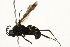  ( - 09BBEHY-0306)  @11 [ ] CreativeCommons - Attribution (2010) Unspecified Centre for Biodiversity Genomics