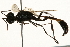  ( - 09BBEHY-0545)  @13 [ ] CreativeCommons - Attribution (2010) Unspecified Centre for Biodiversity Genomics