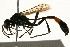  ( - 09BBEHY-0546)  @13 [ ] CreativeCommons - Attribution (2010) Unspecified Centre for Biodiversity Genomics