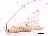  (Gracilimiris - 09BBHEM-0826)  @12 [ ] CreativeCommons - Attribution (2010) CBG Photography Group Centre for Biodiversity Genomics