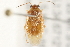  (Tropidosteptes vittifrons - 09BBHEM-0178)  @13 [ ] CreativeCommons - Attribution (2009) Unspecified Centre for Biodiversity Genomics