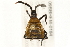 ( - 09BBHEM-0184)  @13 [ ] CreativeCommons - Attribution (2009) Unspecified Centre for Biodiversity Genomics