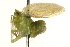  (Dictyonissus - 09BBHEM-0206)  @13 [ ] CreativeCommons - Attribution (2009) Unspecified Centre for Biodiversity Genomics