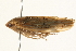  (Ponana rubida - 09BBHEM-0440)  @14 [ ] CreativeCommons - Attribution (2009) Unspecified Centre for Biodiversity Genomics
