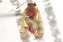  ( - BIOUG02200-E09)  @12 [ ] CreativeCommons - Attribution (2012) CBG Photography Group Centre for Biodiversity Genomics