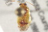  (Dagbertus - BIOUG02200-E10)  @13 [ ] CreativeCommons - Attribution (2012) CBG Photography Group Centre for Biodiversity Genomics