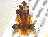  (Phymata sp - BIOUG02202-B11)  @13 [ ] CreativeCommons - Attribution (2013) CBG Photography Group Centre for Biodiversity Genomics