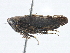  ( - BIOUG02203-B11)  @13 [ ] CreativeCommons - Attribution (2013) CBG Photography Group Centre for Biodiversity Genomics