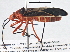  ( - BIOUG02211-H10)  @14 [ ] CreativeCommons - Attribution (2013) CBG Photography Group Centre for Biodiversity Genomics
