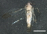  (Erythridula scytha - BIOUG02319-C03)  @14 [ ] CreativeCommons - Attribution (2012) CBG Photography Group Centre for Biodiversity Genomics