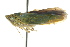  ( - BIOUG02097-C04)  @14 [ ] CreativeCommons - Attribution (2012) CBG Photography Group Centre for Biodiversity Genomics