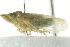  ( - BIOUG02097-D11)  @13 [ ] CreativeCommons - Attribution (2012) CBG Photography Group Centre for Biodiversity Genomics