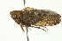  ( - BIOUG02097-H06)  @14 [ ] CreativeCommons - Attribution (2012) CBG Photography Group Centre for Biodiversity Genomics
